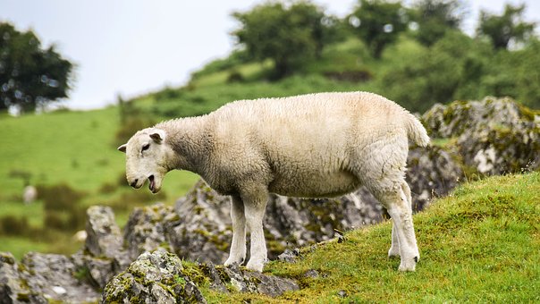 mouton-tweed